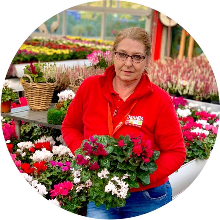 Alpenveilchen für Haus und Garten Tuincentrum Daniëls